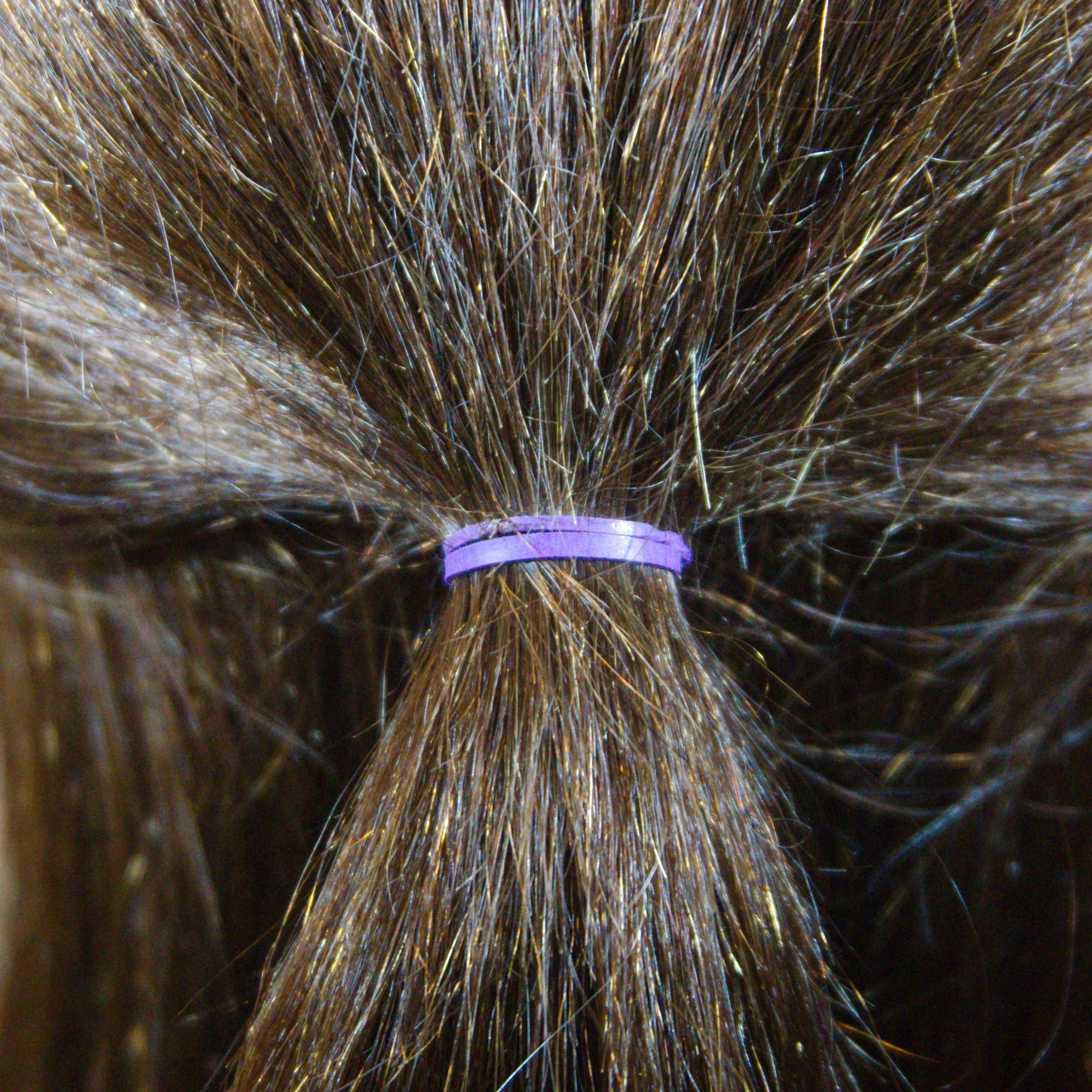 Amelia Beauty | 1/2in, Purple and Fuchsia Mix, Elastic Rubber Band Pony Tail Holders | Made in USA, Ideal for Ponytails, Braids, Twists, Dreadlocks, Styling Accessories for Women, Men and Girls | 1000 Pack