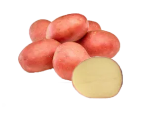Ciklamen Potato
